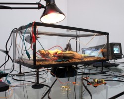 Entomograph videos